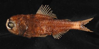 Media type: image; Ichthyology 151058